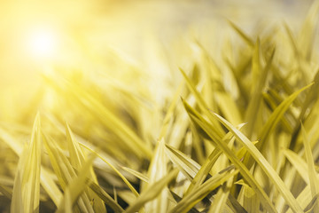 Background of fresh green grass in sunshine,selective focus.