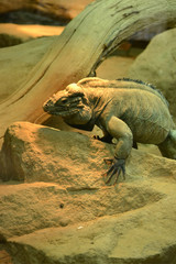 Reptil Leguan