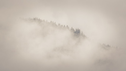 Wald im Nebel - 127216915