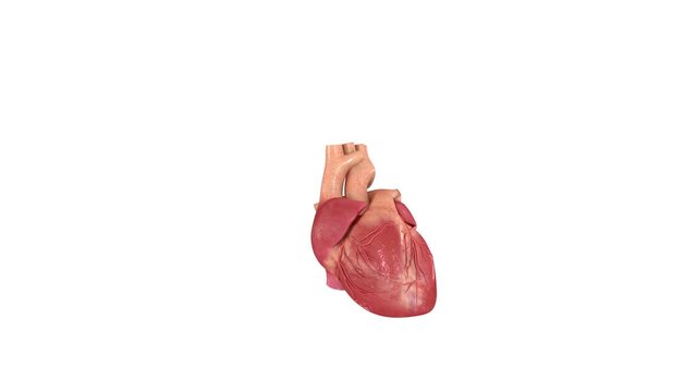 Human Heart 4K