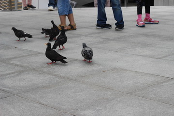 Bird at Merlion Park, Singapore