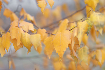 Autumn trees with yellowing leaves against the sky