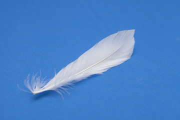 feather on the blue background