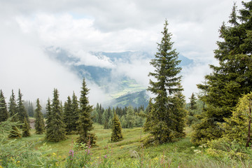 Fototapeta na wymiar Wald im Nebel