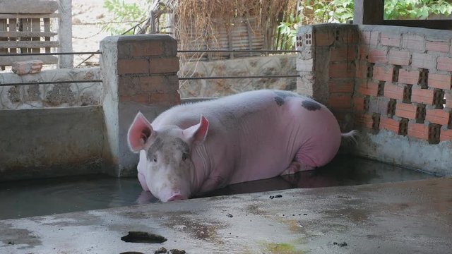 Sow pig lying down in water inside a pen ( close up )