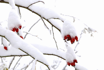 nature in winter