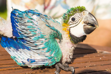 Portrait of a baby macaw © Victor