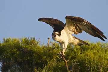 Osprey on a tree top screeching
