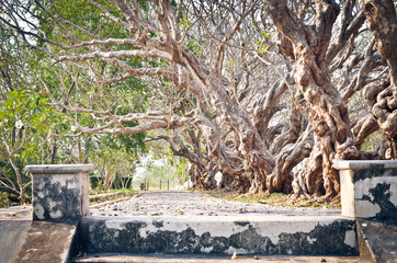 Fototapeta premium Walkway under plumeria tree. Toned vintage effect