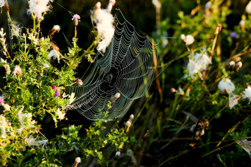 Web on a leaf
