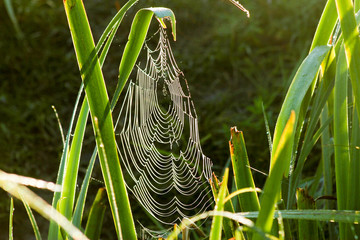 Web on a leaf