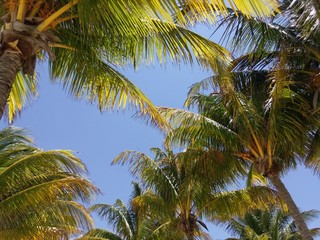 Fototapeta na wymiar Palm Trees