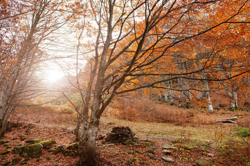Forest with stones and red fallen leaves on sunlight wood.