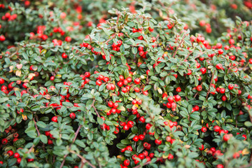 Cotoneaster conspicuus (Tibetan cotoneaster)
