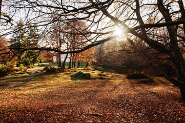Autumn. Colored autumn view of autumn park in good weather. Pict