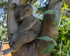 Australian Koala Bear in eucalyptus tree, Sydney, Australia