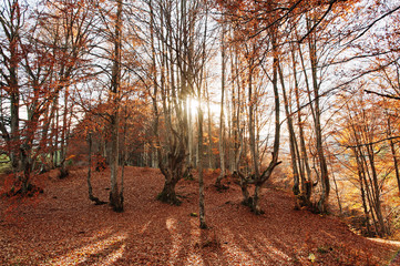 Autumn forest scenery with rays of warm light illumining the gol © AS Photo Family