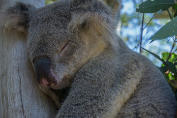 Australian Koala Bear in eucalyptus tree, Sydney, Australia