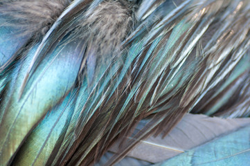 texture rooster feather blue and green