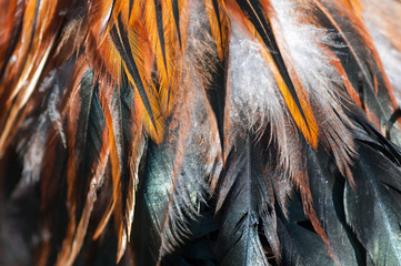 texture rooster feather red and green