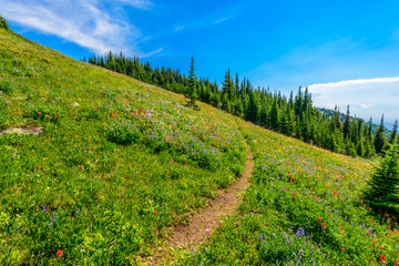 Fototapeta premium Beautiful landscape of valley in Alpine mountains, small trail, hike root, majestic picturesque view in sunny day