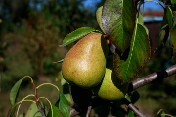 the ripe pear