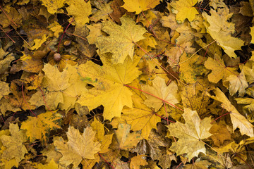 Yellow fallen autumn leaves