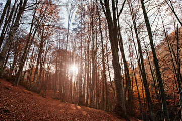 Autumn forest scenery with rays of warm light illumining the gol © AS Photo Family