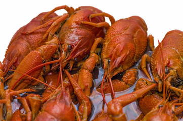 red boiled crawfish