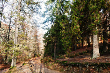 Fototapeta na wymiar Road on forest with stump and evergreen trees in autumn