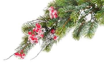Christmas snow fir tree with holly berry