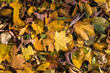 Yellow fallen autumn leaves