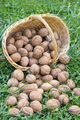 Basket with walnuts on the earth green grass