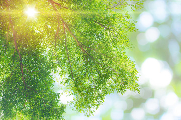 nature green tree with sun light in the morning summer for background.
