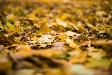 Yellow fallen autumn leaves