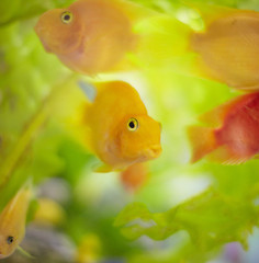 Goldfish in aquarium