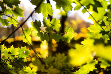 Early autumn green leaves