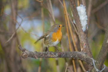 Closeup of robin on a tree. Robin to the manger. Pettirosso su ramo di un albero, pettirosso alla...