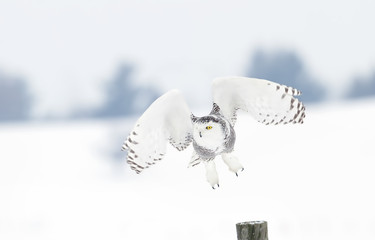 Snowy owl (Bubo scandiacus) takes off from a post in winter in Canada