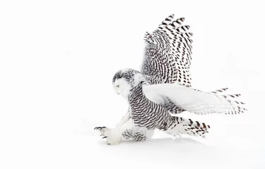 Photo sur Plexiglas Hibou Snowy owl (Bubo scandiacus) isolated on a white background flies low hunting over an open snowy field in Canada