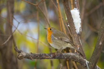 Closeup of robin on a tree. Robin to the manger. Pettirosso su ramo di un albero, pettirosso alla mangiatoia