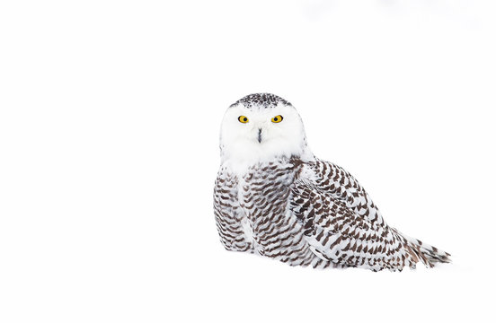 Snowy owl (Bubo scandiacus) isolated on a white background standing in a snow covered field in winter in Canada