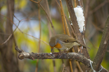 Closeup of robin on a tree. Robin to the manger. Pettirosso su ramo di un albero, pettirosso alla mangiatoia
