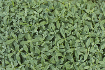 Green grass with oval leaves