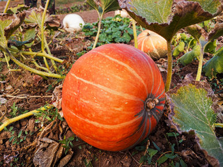 Orange pumpkin in the garden