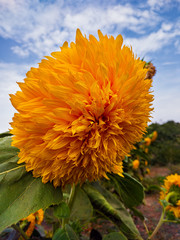 Sunflower in garden with blue sky and clouds background
