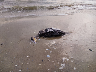 Dead cormorant on the beach