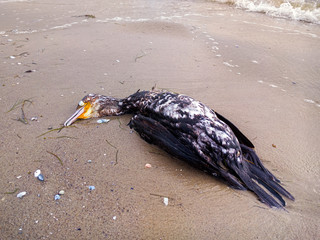 Dead cormorant on the beach