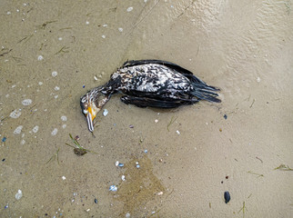 Dead cormorant on the beach