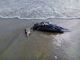 Dead cormorant on the beach